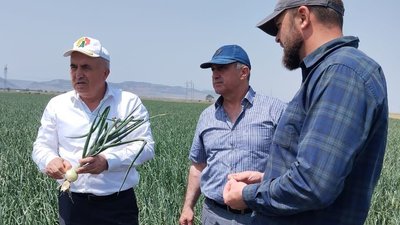 В Дагестане наращивают площади под овощами открытого грунта и картофелем