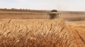 В Приморье началась уборка ранних зерновых культур и овощей