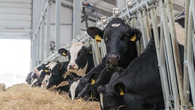 Объём реализации молока в сельхозорганизациях вырос на 2,4%
