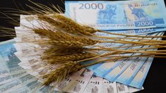 Самарские аграрии за первое полугодие получили около 1,1 млрд руб. господдержки