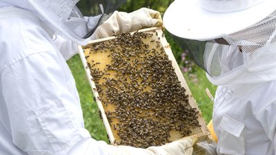 В Архангельской области Подведены итоги XII Областного конкурса пчеловодов