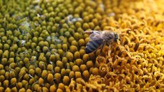 Мёд из Донецкой Народной Республики поставляют на рынки Дальнего Востока и Сибири