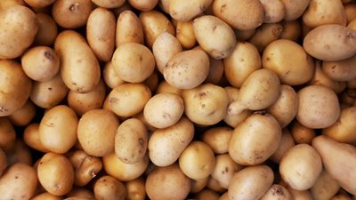 В Пермском крае цена производителей на картофель самая низкая в ПФО