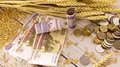 Объем реализации зерновых и зернобобовых в Кузбассе вырос на 38%