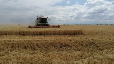 На Ставрополье возобновлена уборка зерновых культур
