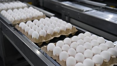 Птицефабрика в Саратовской области завершает модернизацию цехов