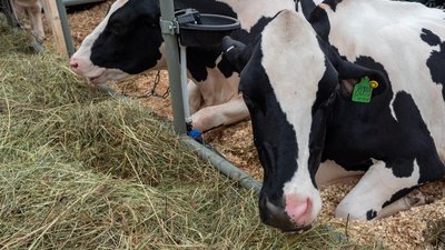 Сельхозорганизации Красноярского края нарастили производство крупного рогатого скота на 32,7%