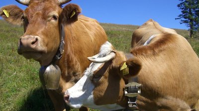 Производство молока в Калужской области в январе — октябре выросло на 4,6%