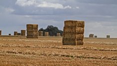 Тамбовские хозяйства обеспечены кормами для зимовки сельскохозяйственных животных 