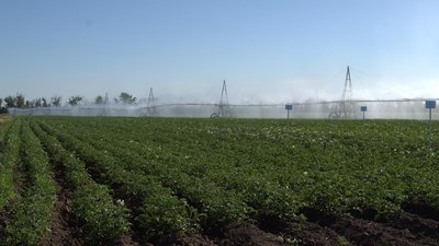 В Саратовской области разработали ресурсосберегающую технологию возделывания картофеля при дождевании