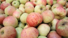 Из Кабардино-Балкарии с начала года отгружено свыше 50,7 тыс. тонн яблок