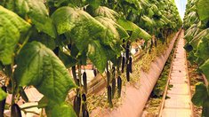 117 тысяч тонн овощей собрано в Липецкой области 