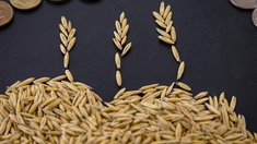 Минсельхоз предложил продлить льготные кредиты зерновым хозяйствам в профицитных регионах