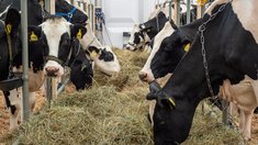 Оформить ВСД на молоко неучтенных в «Хорриоте» коров станет невозможно