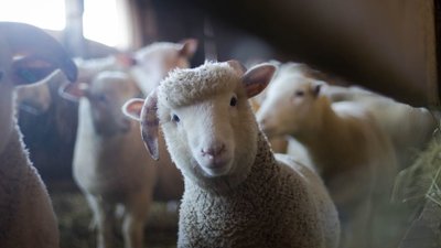 3,36 миллиарда рублей господдержки выдано аграриям Вологодской области с начала года