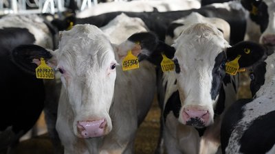 Животноводческий комплекс в Чебулинском округе позволит на 8% увеличить производство молока в Кузбассе