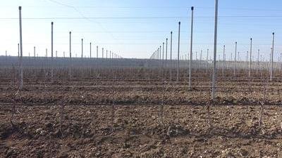 В крымских садах уже обрезано порядка 5,7 тыс. га плодовых деревьев