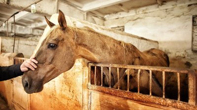 Деркульский конный завод ЛНР принимает участие в конкурсе достопримечательностей «От южных морей по полярного края»