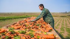 Аграриям Ивановской области возместят часть затрат на производство картофеля и овощей