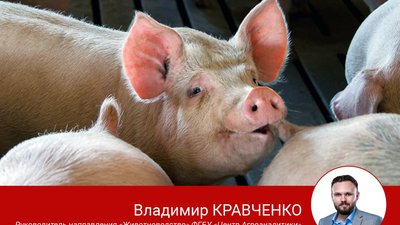 Российское свиноводство продолжает развиваться
