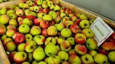 Рекордный урожай тамбовских яблок отправлен на хранение