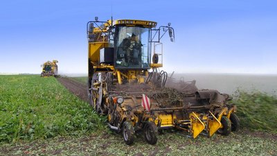Сбор сахарной свёклы в Липецкой области почти на 20% превысил прошлогодний