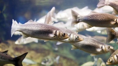 Производство продукции аквакультуры в РФ выросло на 6%