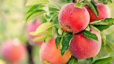 Отгрузки яблок из Кабардино-Балкарии выросли на 25%