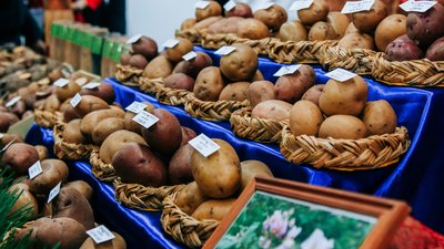 С начала 2024 года Чувашия экспортировала 546 тонн картофеля