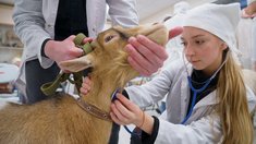 Девять хозяйств Ивановской области получили 1,2 млн рублей на практику студентов