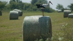 В Липецкой области стартовала кормозаготовительная кампания