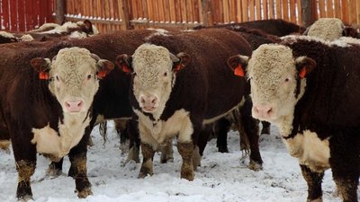 В Томской области определили победителей конкурса «Агростартап»