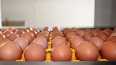 За 9 мес. всеми категориями хозяйств Крыма произведено более 240 млн штук куриных яиц