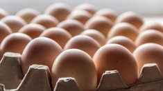 Рост производства куриных яиц позволяет полностью обеспечивать рынок РФ — Минсельхоз