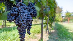 В 2025 году Россия собрала 955 тысяч тонн винограда