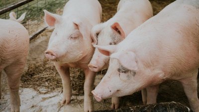 В Тверской области поголовье свиней увеличилось на 36%