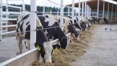 Господдержка для производителей молока в Ивановской области возросла на треть в сравнении с прошлым годом