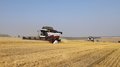 В Красноярском крае собрали более 1,3 млн тонн зерна с 60% площадей