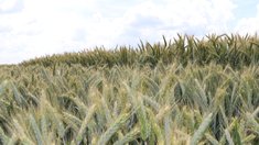Технологии выращивания интенсивных сортов пшеницы российской селекции изучали липецкие аграрии