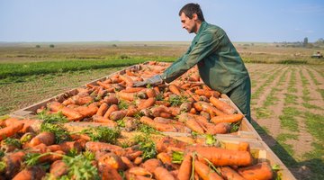 В Ивановской области сбор картофеля и овощей превысил 23,7 тыс. тонн