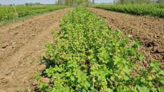 В Челябинской области промышленные сады открывают сезон высадки саженцев