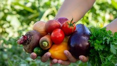 В Госдуме рассказали о праве россиян продавать свой урожай без налогов
