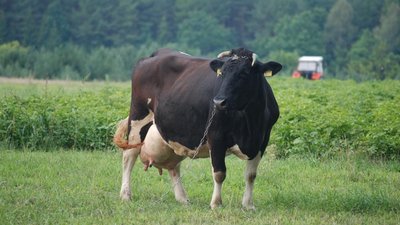 В России составлен рейтинг молочных хозяйств по продуктивности коров