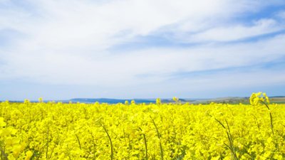 Хозяйства Ленинградской области получили субсидию на увеличение производства рапса