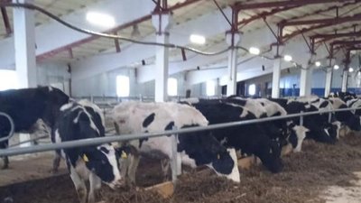 Инвестпроекты по развитию АПК из Прикамья получили финансирование из Минсельхоза России