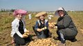 Дагестан собрал почти 800 тыс. тонн овощей с начала уборочной кампании 2026 года