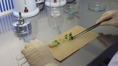 ФНТП: в рамках подпрограммы по картофелю достигнуты хорошие результаты