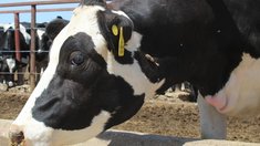 Господдержка сельского хозяйства в Забайкалье увеличится на 30%