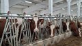 Красноярский край стал одним из лидеров СФО по производству молока