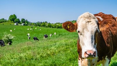 Аграрии Карелии за первое полугодие произвели продукцию на 1,4 млрд руб.